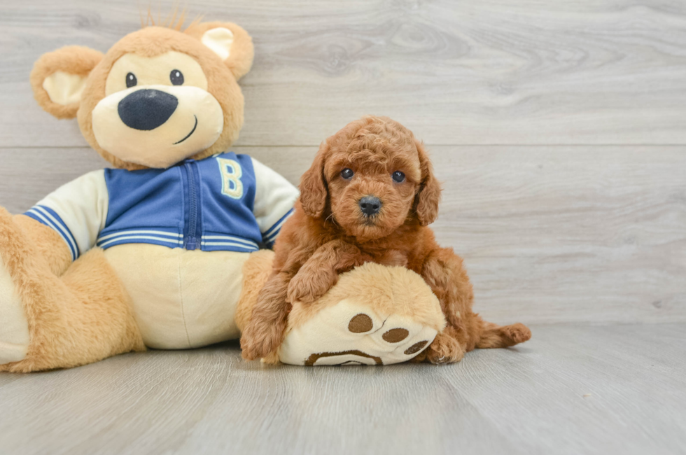 7 week old Cavapoo Puppy For Sale - Lone Star Pups