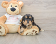 7 week old Cavapoo Puppy For Sale - Lone Star Pups