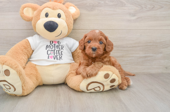 Hypoallergenic Cavadoodle Poodle Mix Puppy