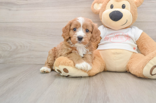 Small Cavapoo Baby