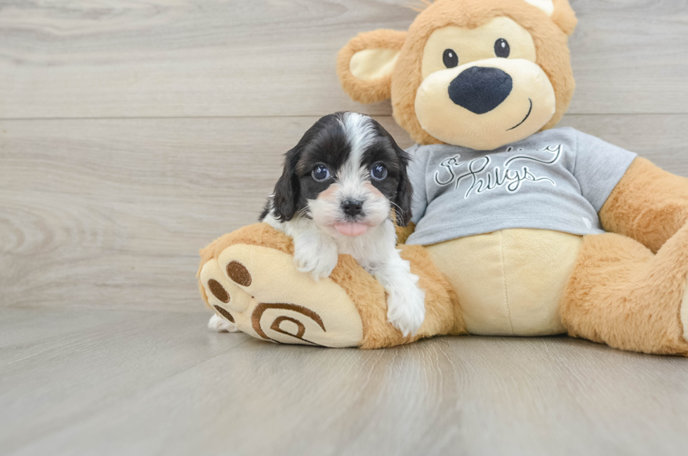 5 week old Cavapoo Puppy For Sale - Lone Star Pups