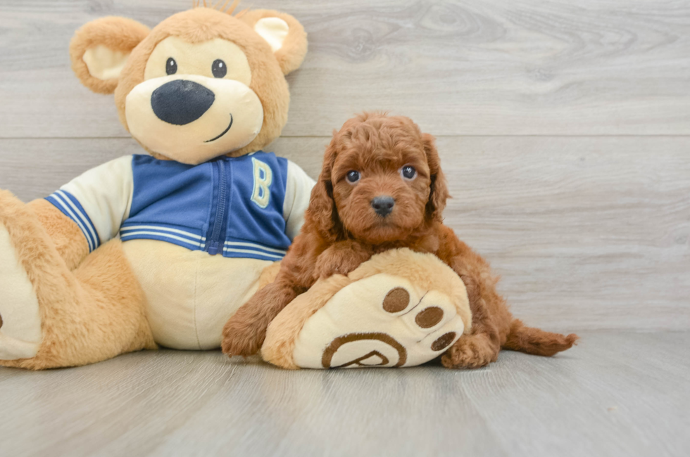 7 week old Cavapoo Puppy For Sale - Lone Star Pups