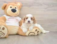8 week old Cavapoo Puppy For Sale - Lone Star Pups