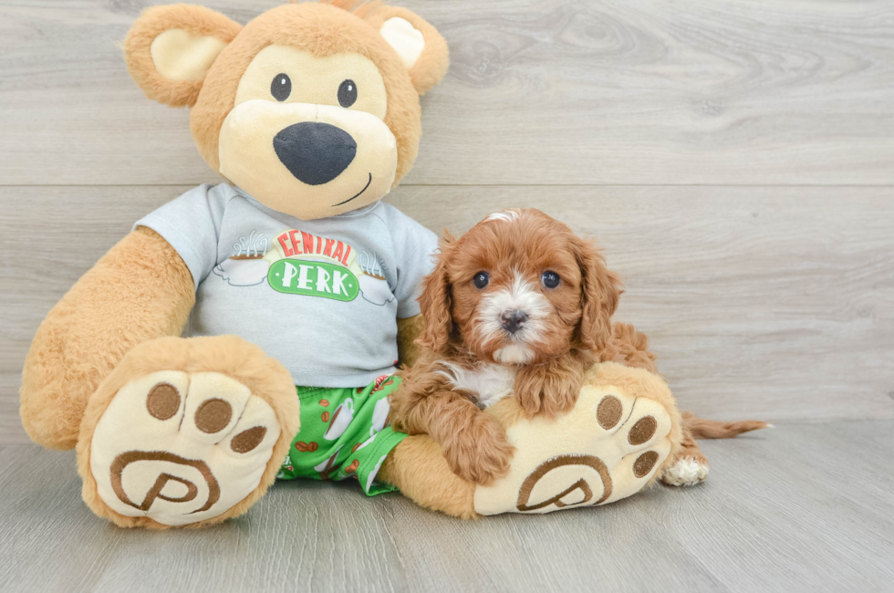 6 week old Cavapoo Puppy For Sale - Lone Star Pups