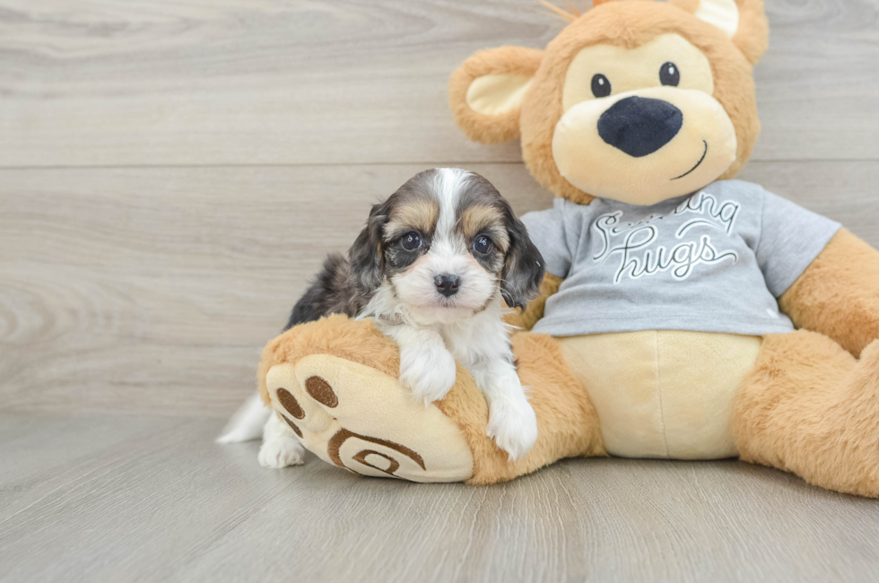 5 week old Cavapoo Puppy For Sale - Lone Star Pups