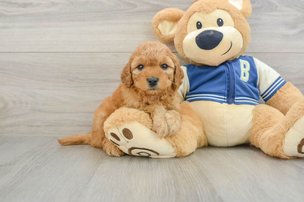 7 week old Cavapoo Puppy For Sale - Lone Star Pups