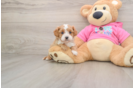 Cavapoo Puppy for Adoption