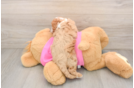 Best Cavapoo Baby