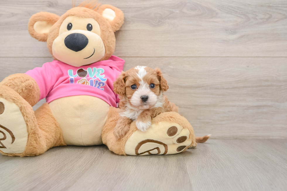 Funny Cavapoo Poodle Mix Pup