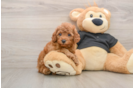 Petite Cavapoo Poodle Mix Pup