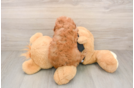 Best Cavapoo Baby