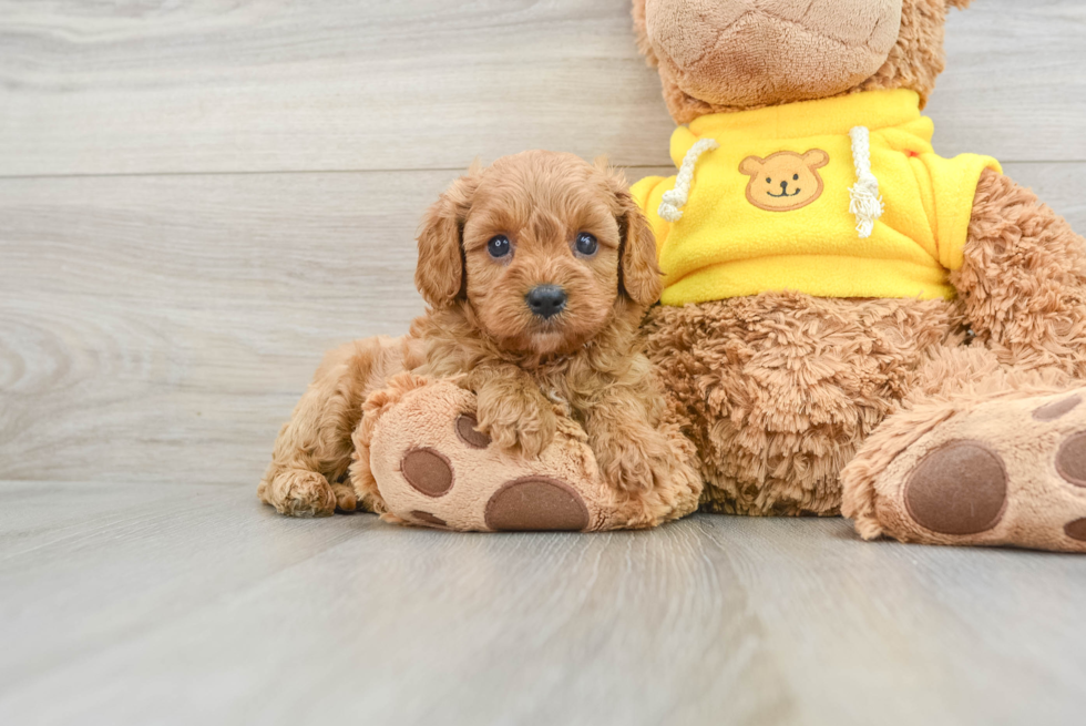 Funny Cavapoo Poodle Mix Pup