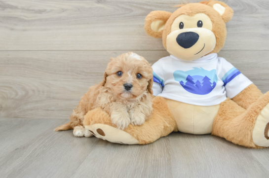 Playful Cavapoodle Poodle Mix Puppy