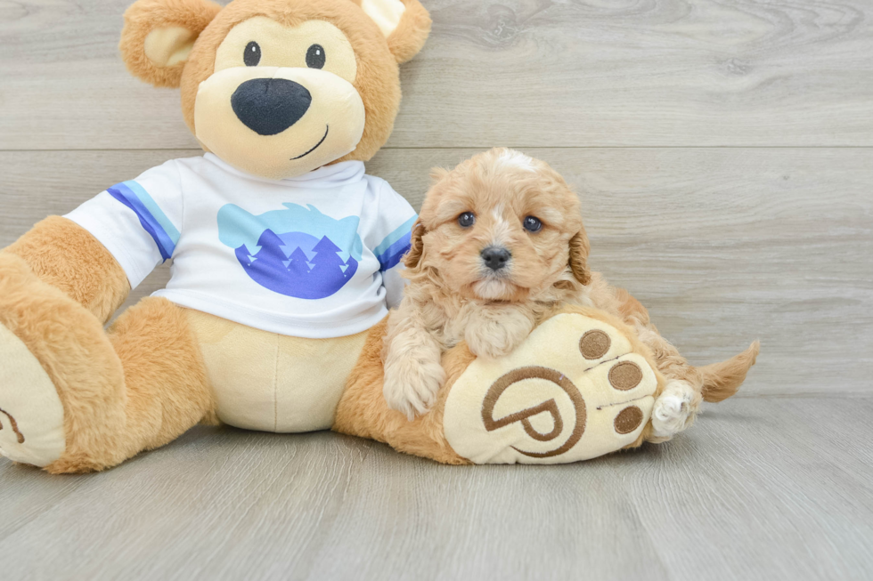 Energetic Cavoodle Poodle Mix Puppy