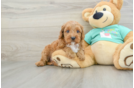 Petite Cavapoo Poodle Mix Pup