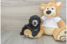 Cavapoo Puppy for Adoption