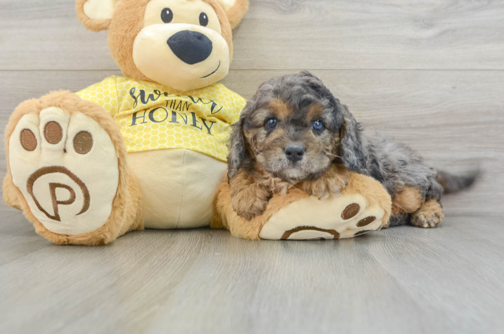 6 week old Cavapoo Puppy For Sale - Lone Star Pups