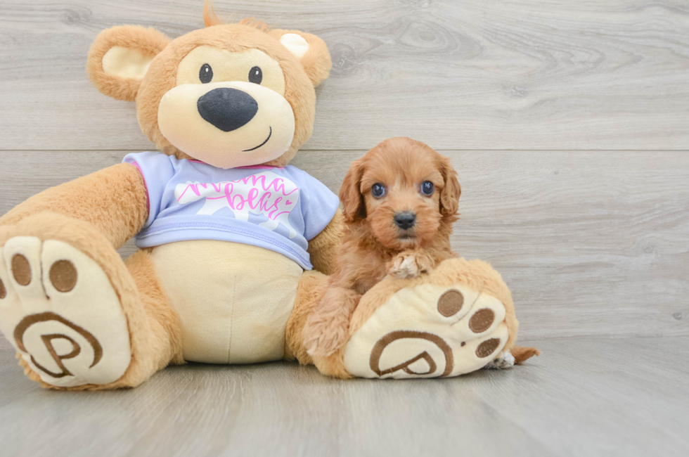 6 week old Cavapoo Puppy For Sale - Lone Star Pups