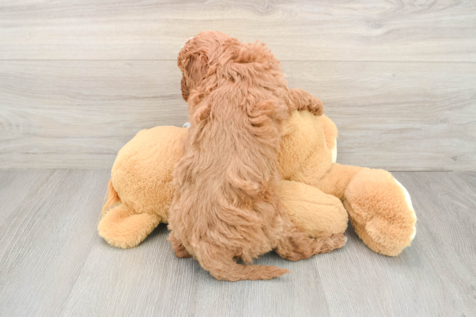 Cavapoo Pup Being Cute