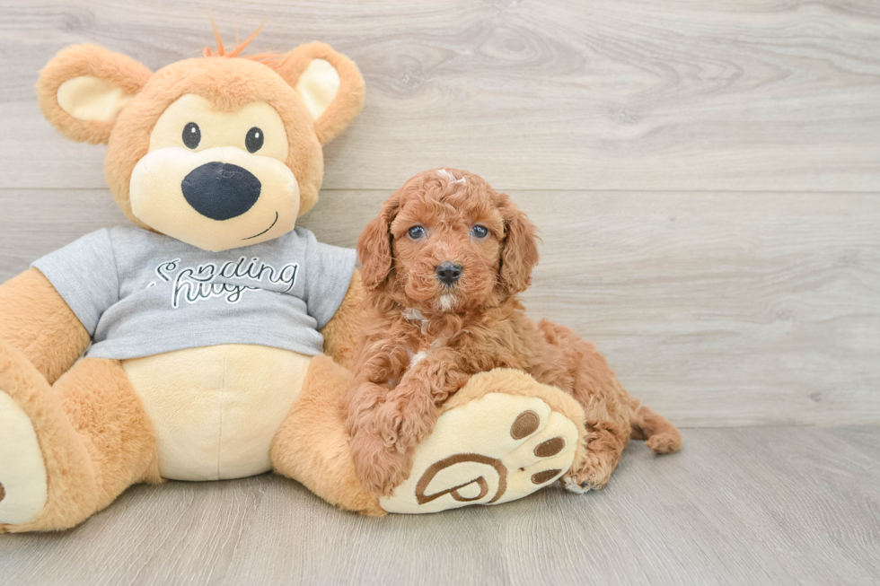 Friendly Cavapoo Baby