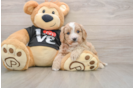 Cavapoo Pup Being Cute