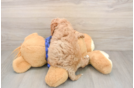 Cute Cavapoo Baby