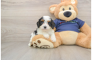 Little Cavipoo Poodle Mix Puppy