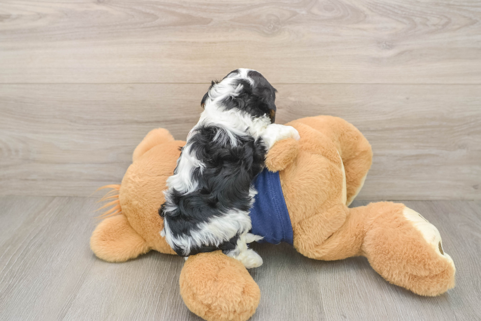 Popular Cavapoo Poodle Mix Pup