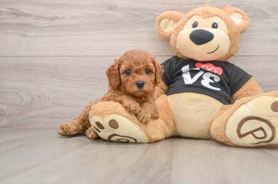 ZAIN, a Cavapoo littermate