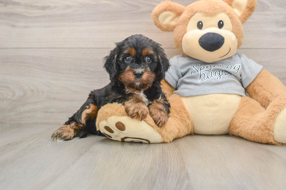 Best Cavapoo Baby
