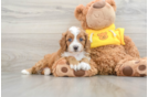 Cavapoo Pup Being Cute