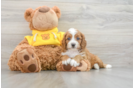 Cavapoo Pup Being Cute