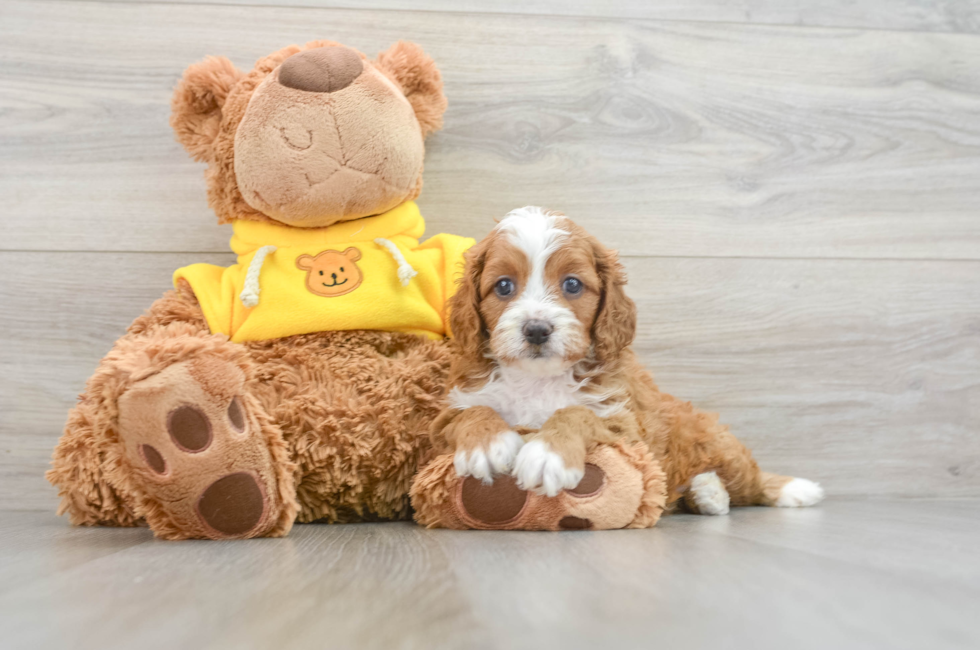 8 week old Cavapoo Puppy For Sale - Lone Star Pups