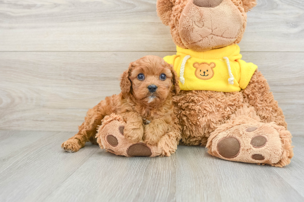 Popular Cavapoo Poodle Mix Pup