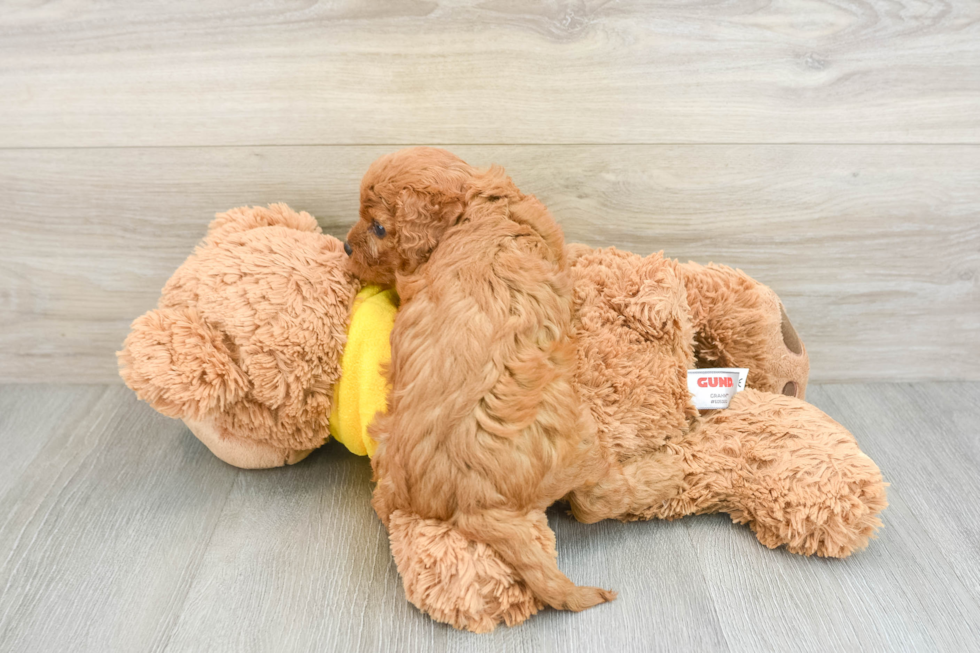 Popular Cavapoo Poodle Mix Pup