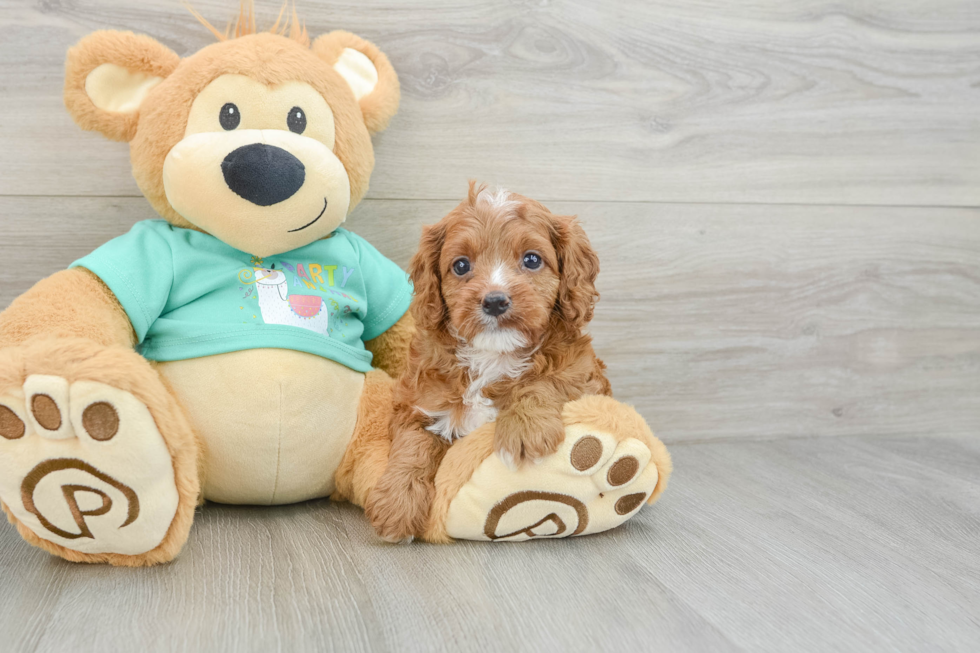 Playful Cavapoodle Poodle Mix Puppy