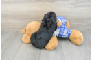 Cavapoo Puppy for Adoption