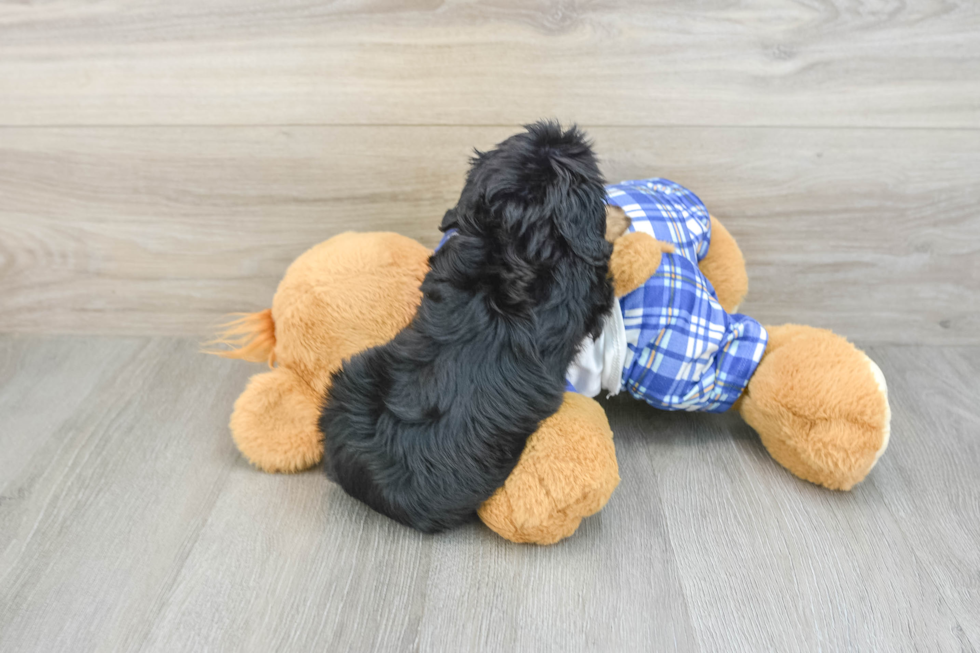 Cavapoo Puppy for Adoption