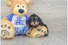 Cavapoo Puppy for Adoption