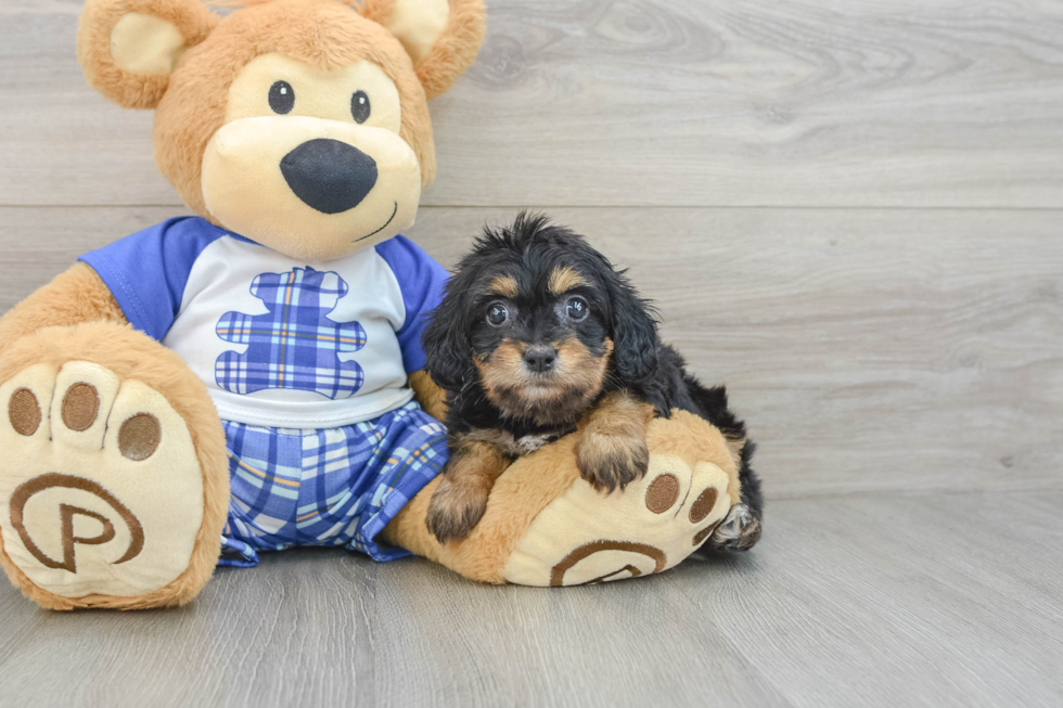 Cavapoo Puppy for Adoption