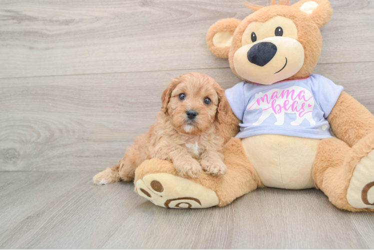 Best Cavapoo Baby