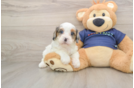 Cute Cavapoo Baby