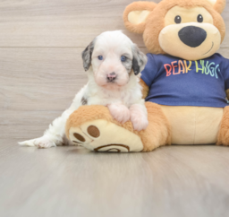 7 week old Cavapoo Puppy For Sale - Lone Star Pups