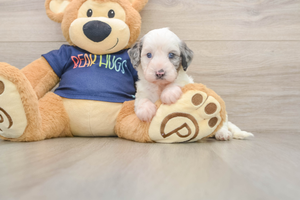 Petite Cavapoo Poodle Mix Pup