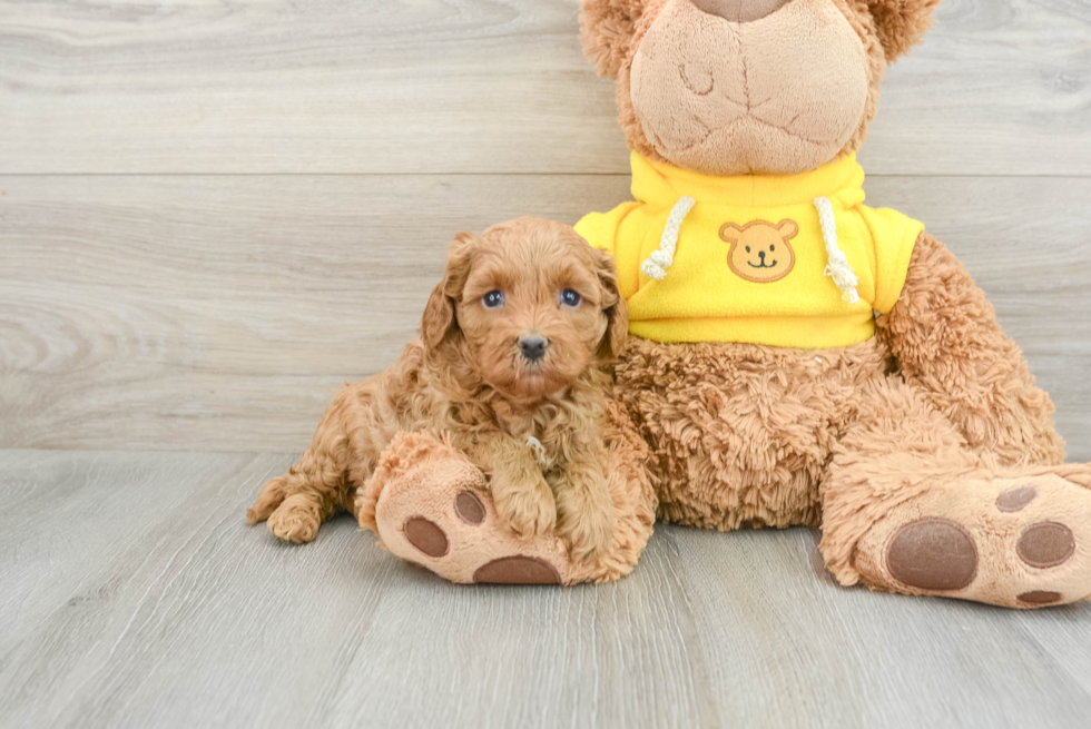 Best Cavapoo Baby