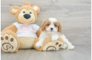 Best Cavapoo Baby