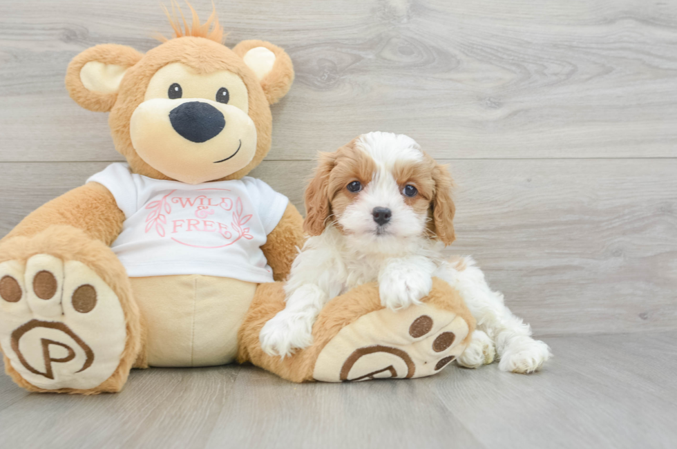 8 week old Cavapoo Puppy For Sale - Lone Star Pups