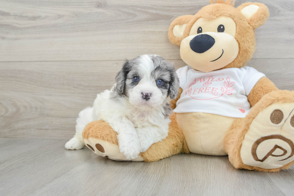 Popular Cavapoo Poodle Mix Pup