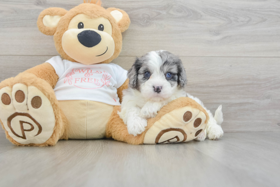 Petite Cavapoo Poodle Mix Pup