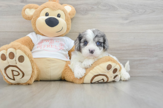 Petite Cavapoo Poodle Mix Pup